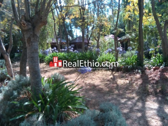 Addis Alem, House or Land for sale, Oromia.