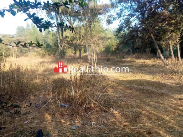 Kality, house or land for rent, Addis Ababa.