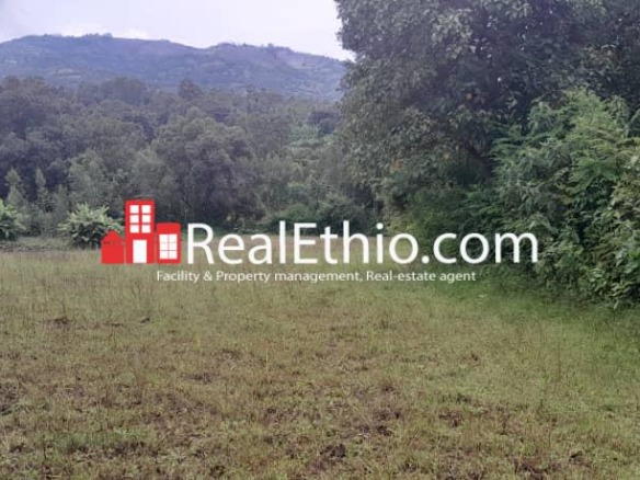 Land or Farm for Sale, Durame, Central Ethiopia, Ethiopia.